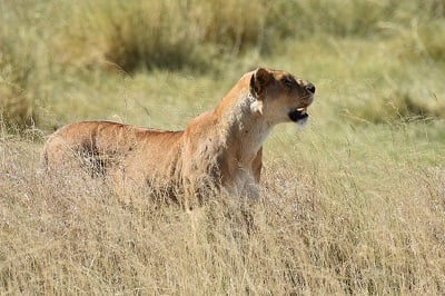 Serengeti Lion John Harvey