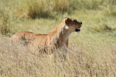 Serengeti Under Canvas