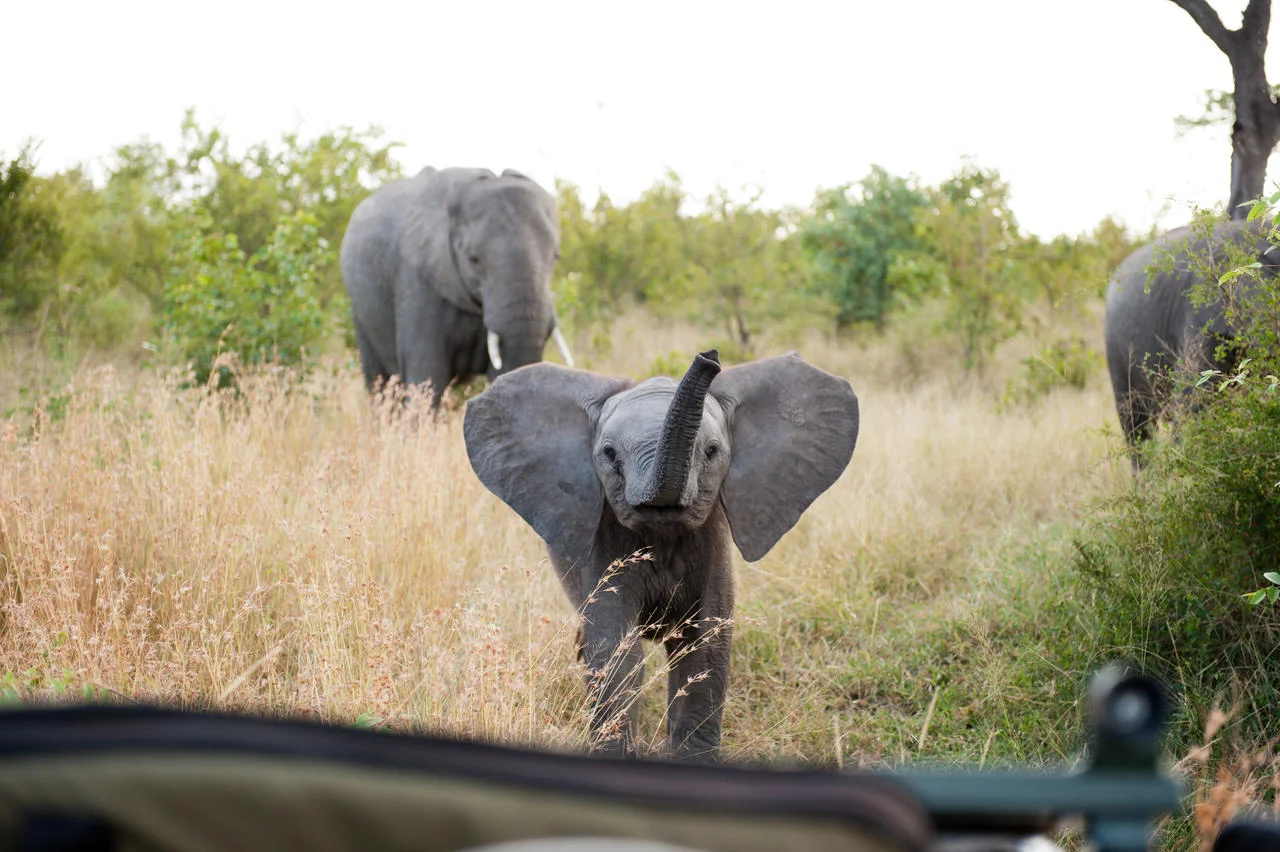 Safari & Cape Town